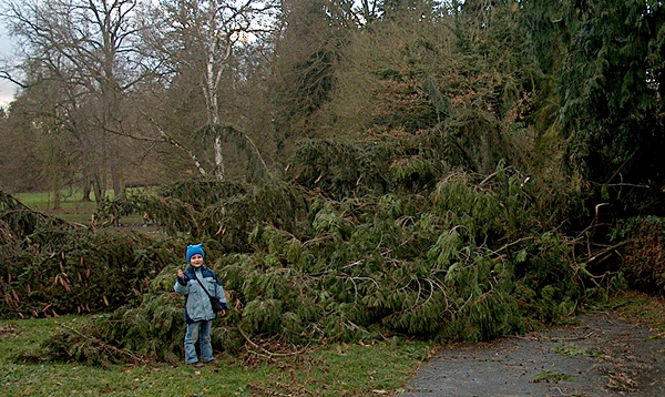 Kyrill und seine Folgen in Rauischholzhausen