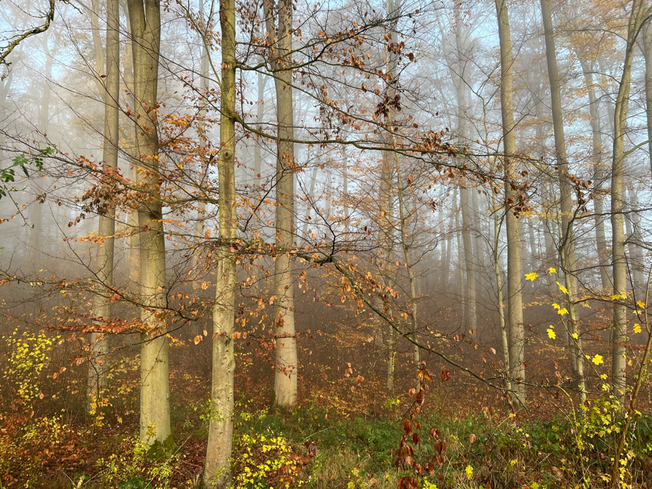 Waldimpression Rauischholzhausen